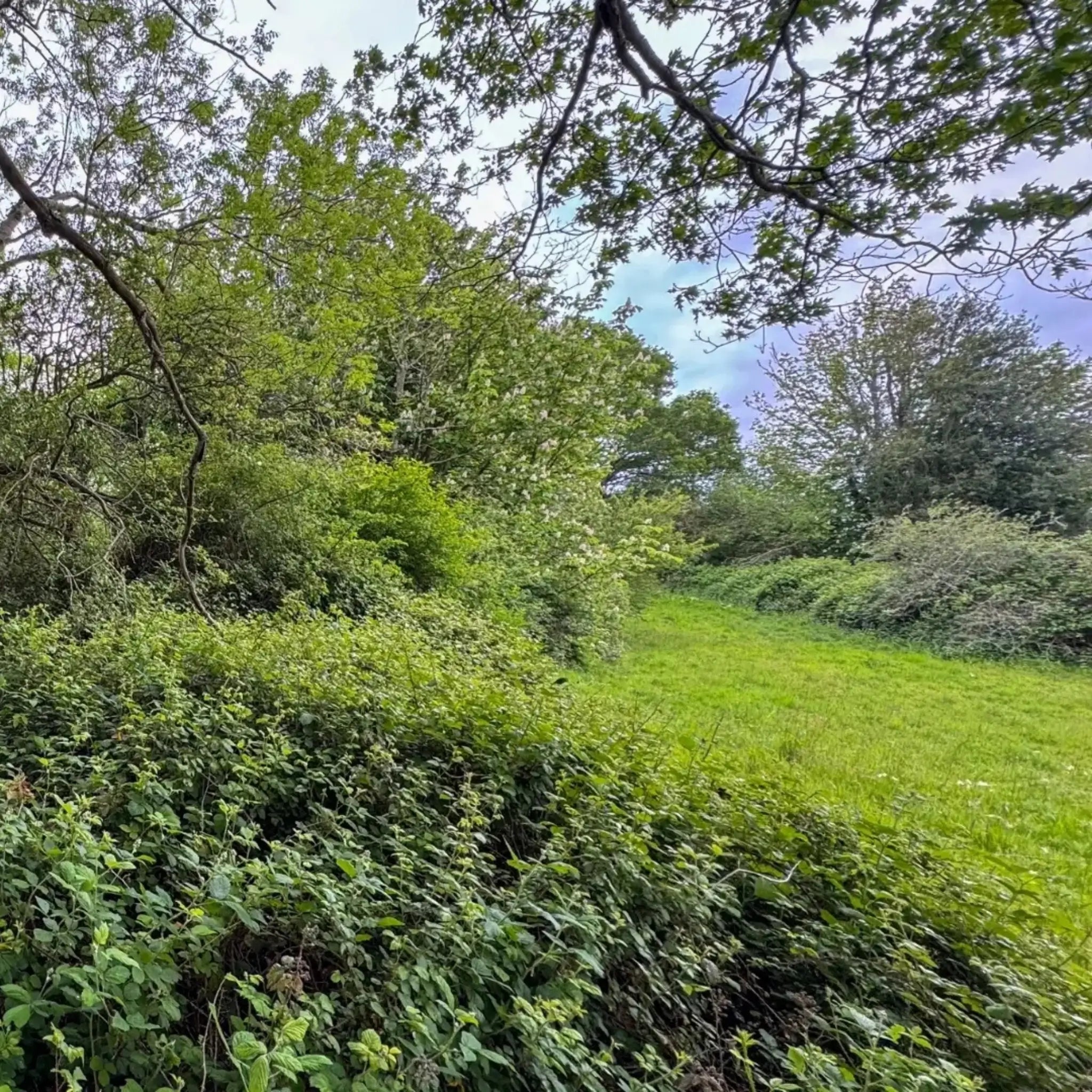 Woodland edge, dense vegetation and grassland showing existing habitat on a potential glamping site for Biodiversity Net Gain assessment