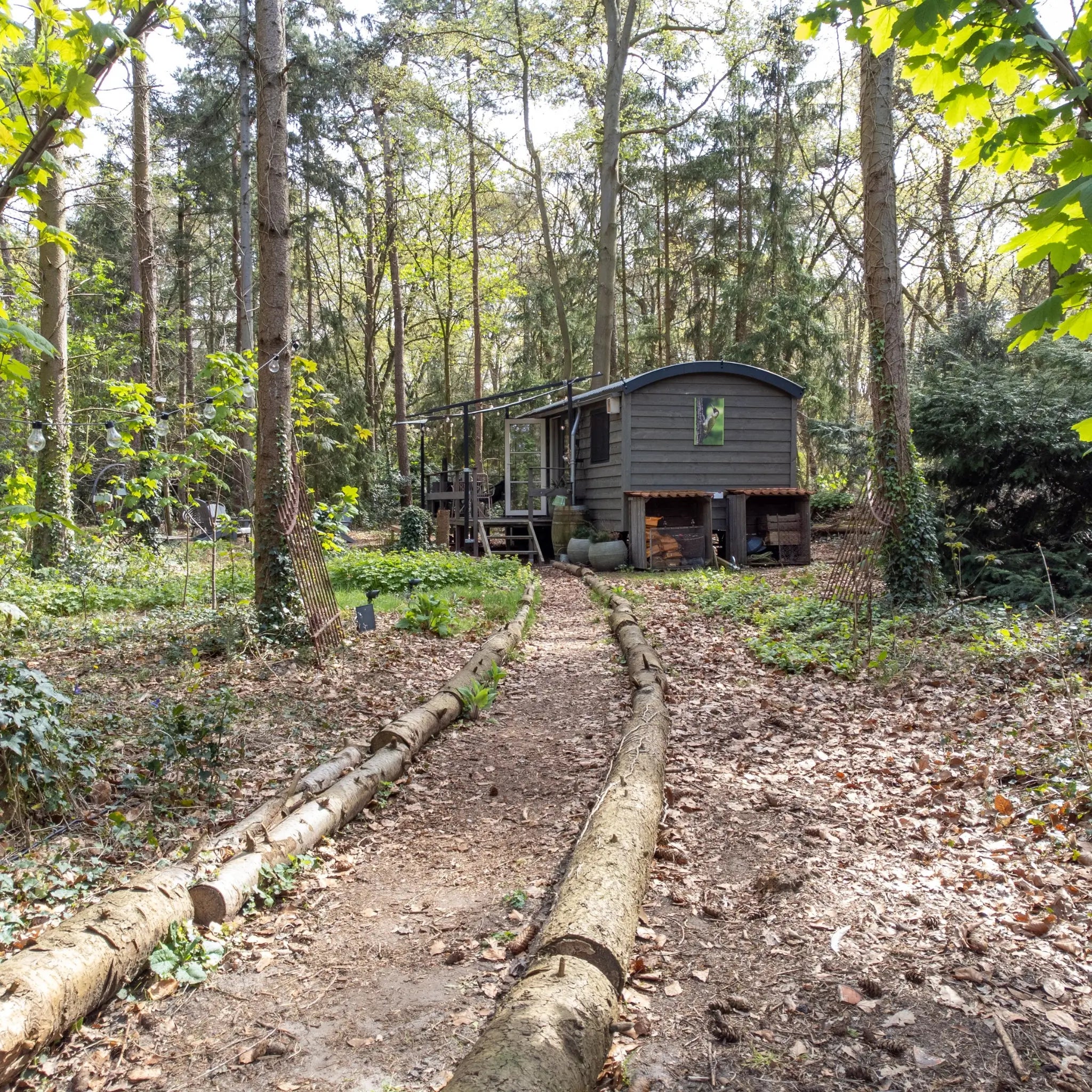 Secluded shepherd’s hut nestled in the forest with natural woodland path and tranquil glamping surroundings.